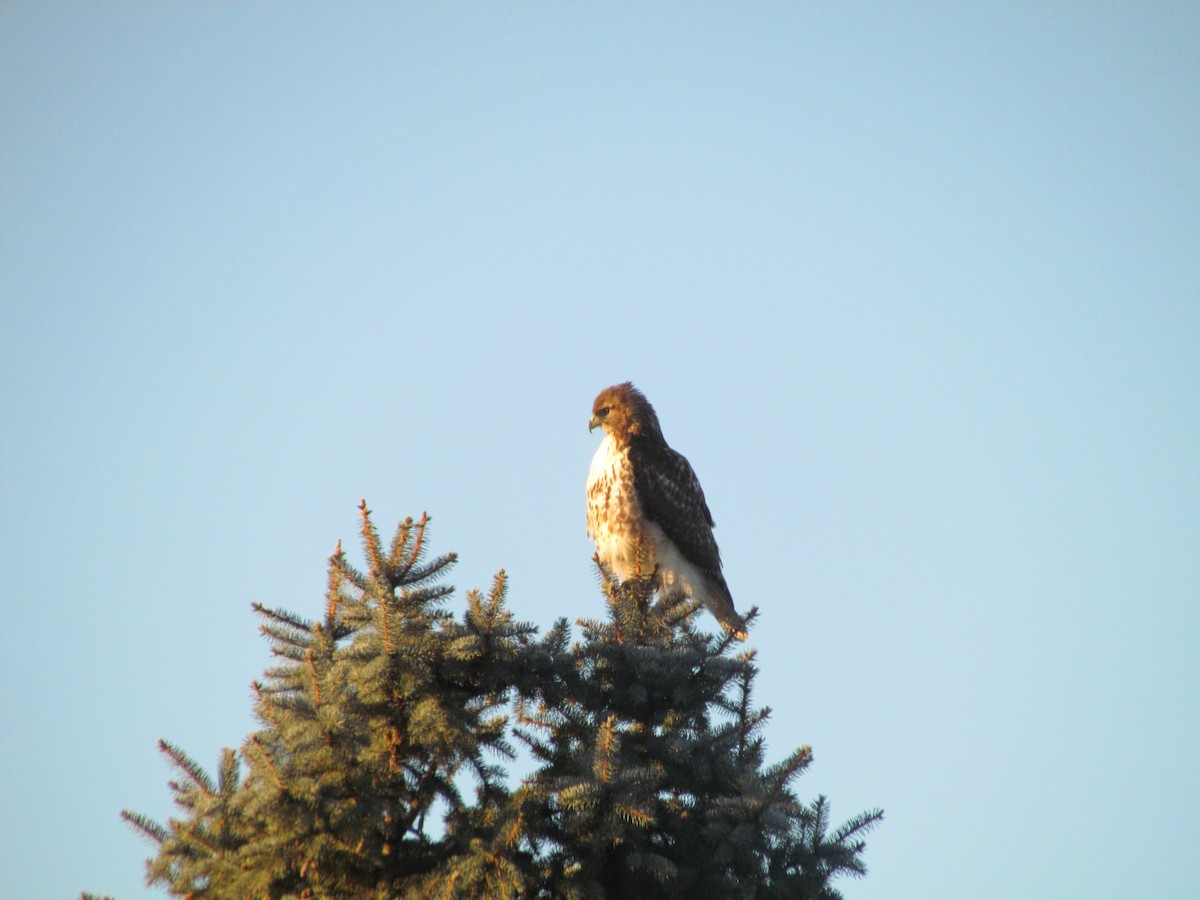Red-tailed Hawk - ML562311241