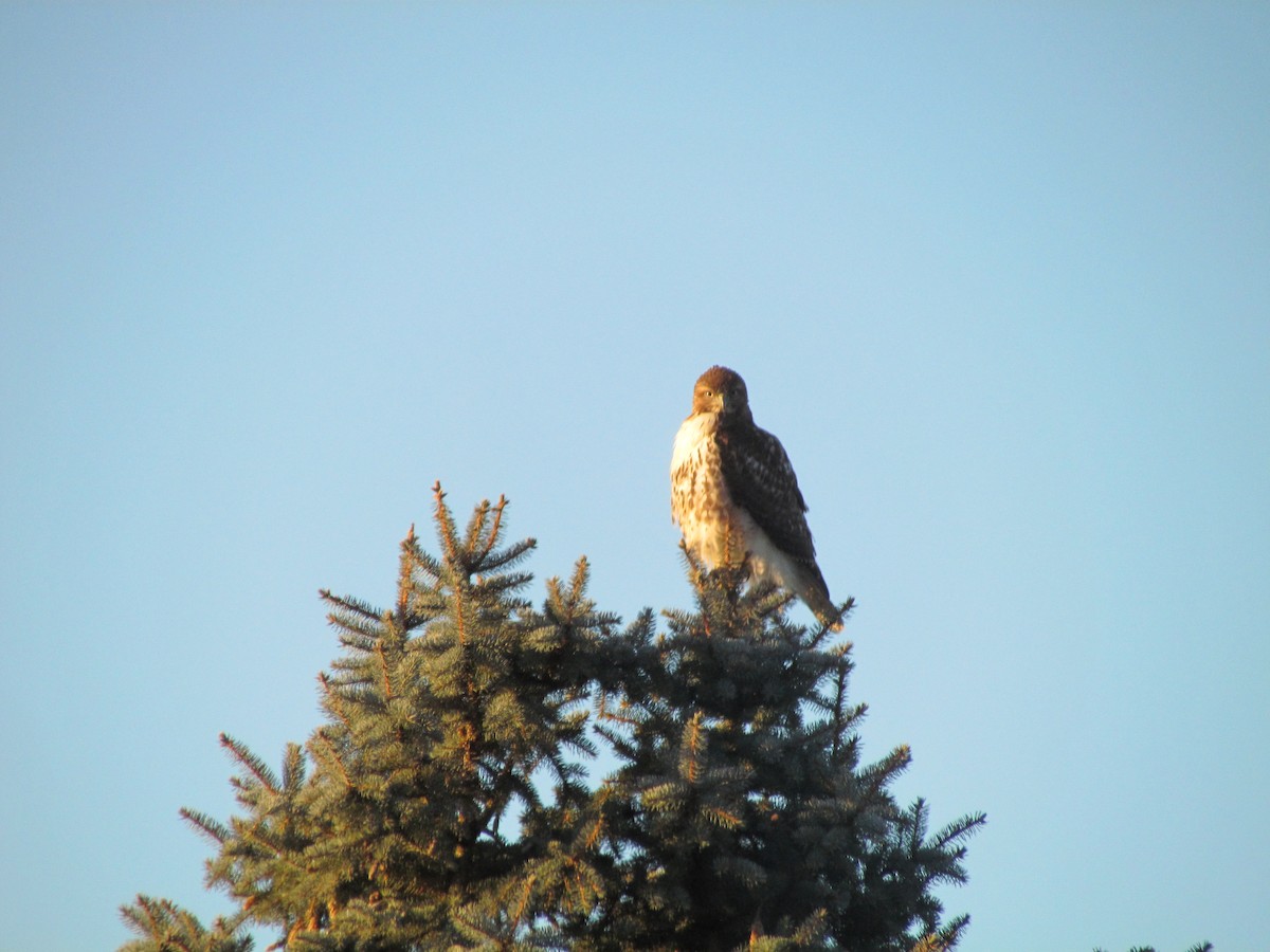 Red-tailed Hawk - ML562311331
