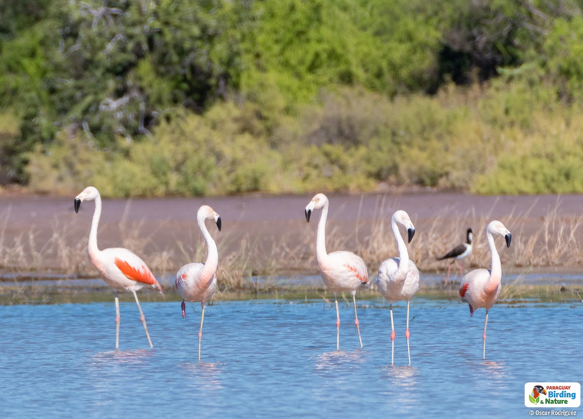 Chilean Flamingo - ML562312151