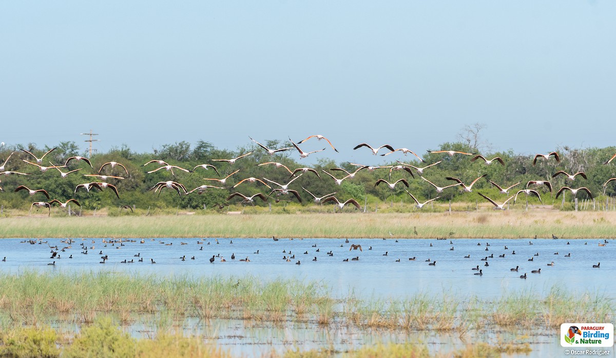 Chilean Flamingo - Oscar  Rodriguez CON-Paraguay Birding & Nature