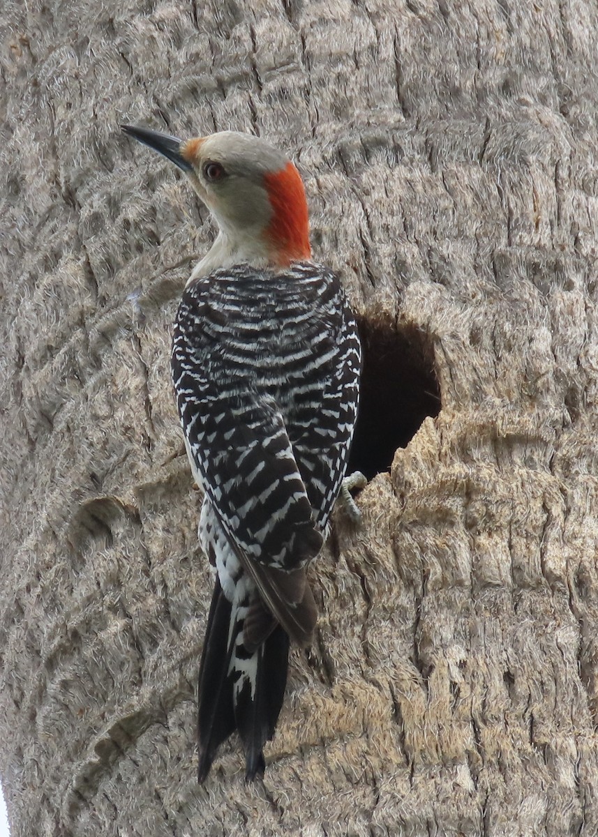 Red-bellied Woodpecker - ML562314551