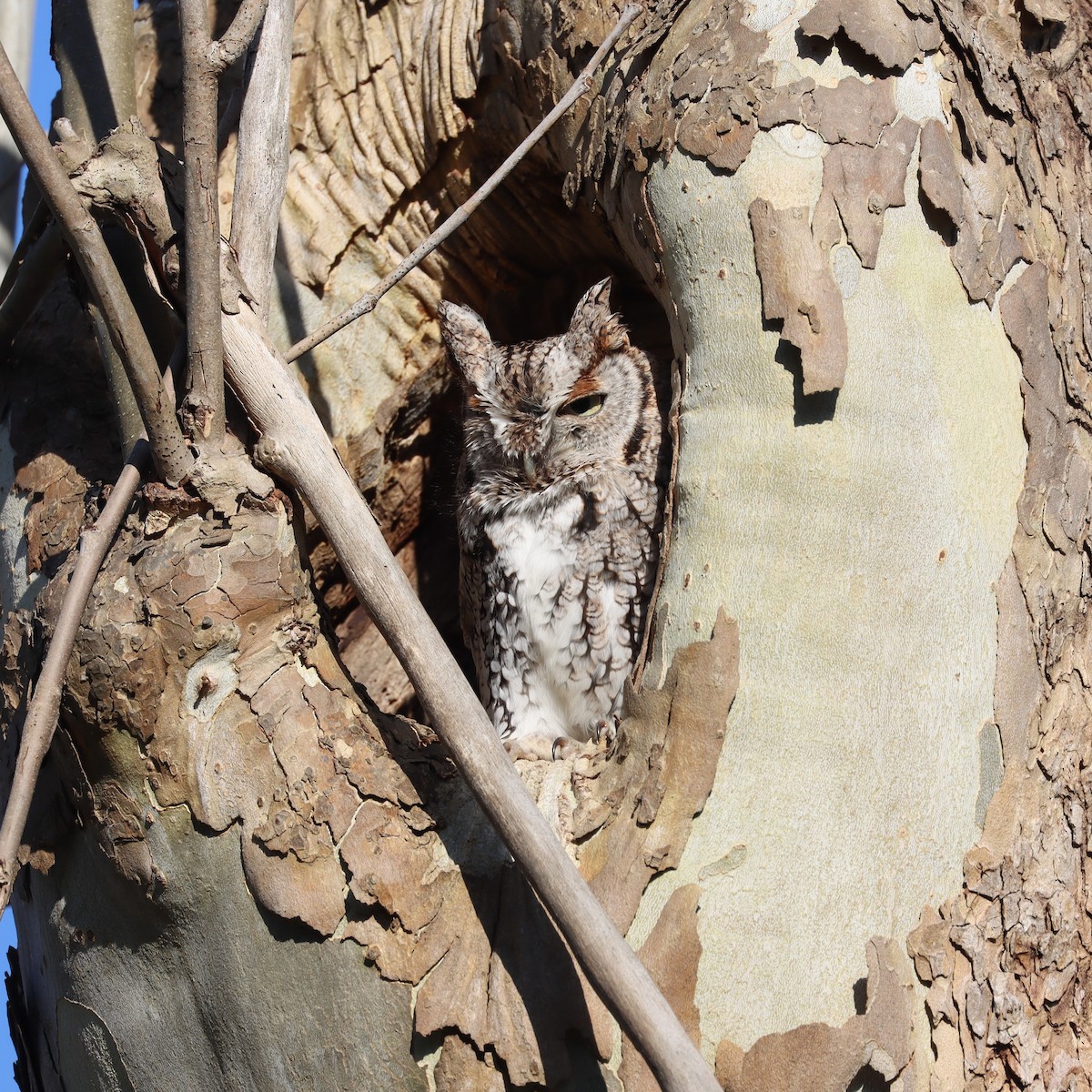 Eastern Screech-Owl (Northern) - ML562315981