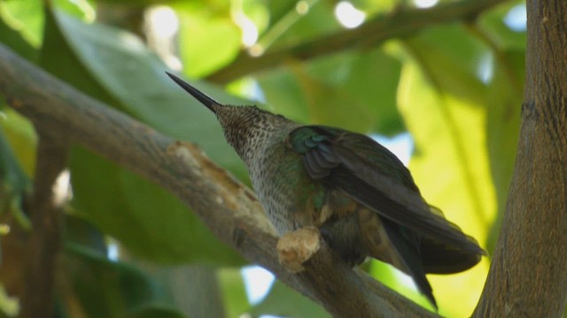 Green-backed Firecrown - ML562316401