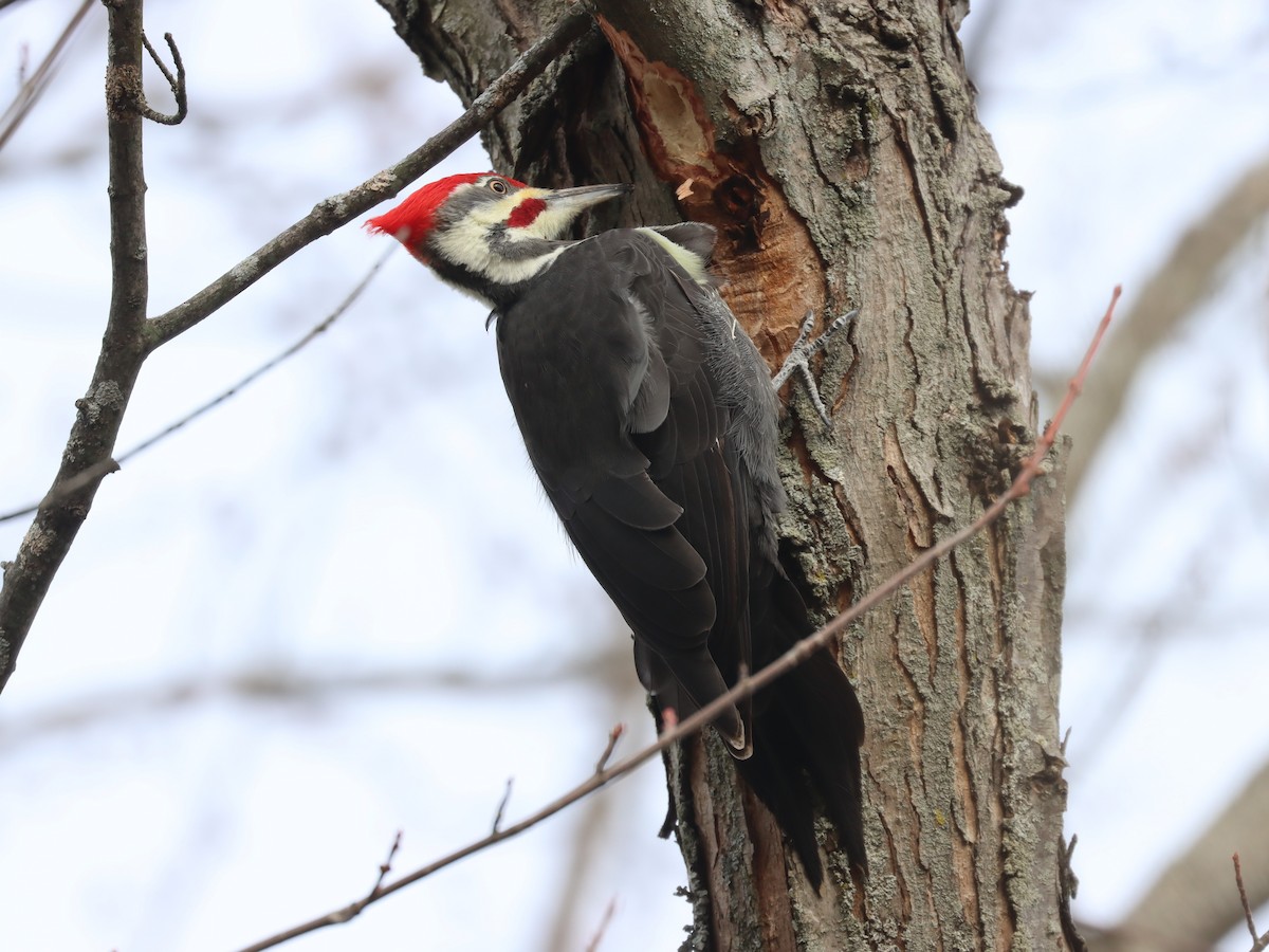 Pileated Woodpecker - ML562317031
