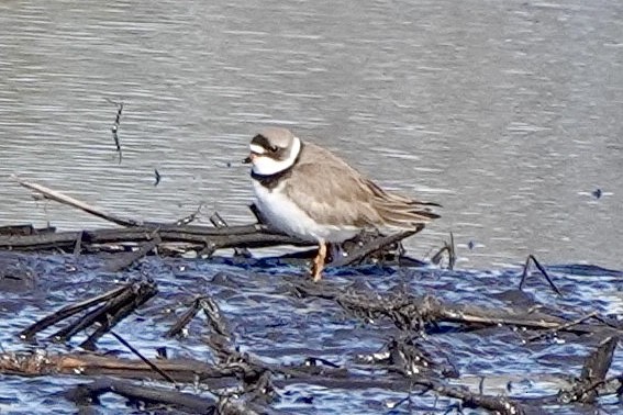 Semipalmated Plover - ML562318951