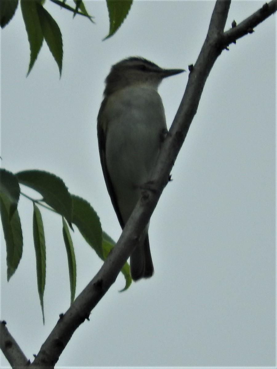 Red-eyed Vireo - Annelia Williams