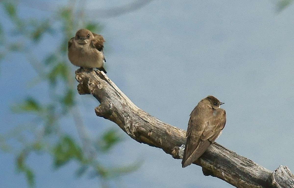 Northern Rough-winged Swallow - ML562319411