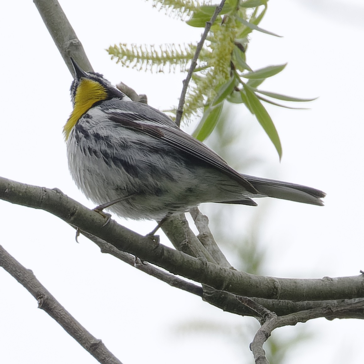 Yellow-throated Warbler - ML562320131