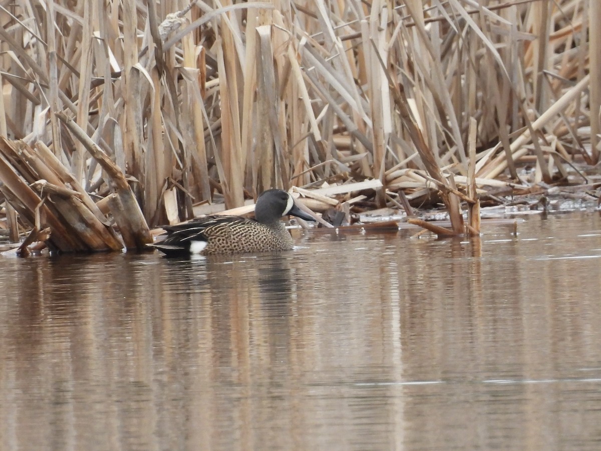 Blue-winged Teal - ML562324611