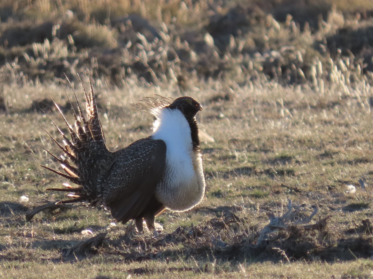 Ml562327681 Greater Sage-grouse Macaulay Library