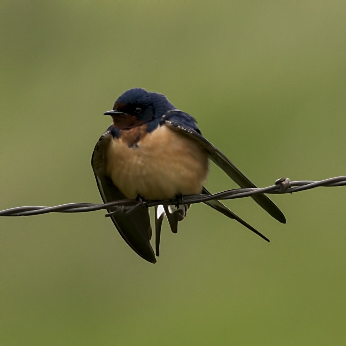 Barn Swallow - Brian Peterson