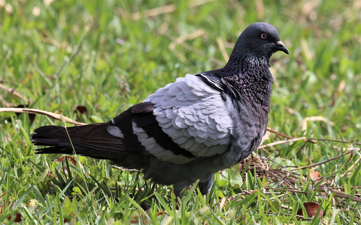 Rock Pigeon (Feral Pigeon) - ML562333241
