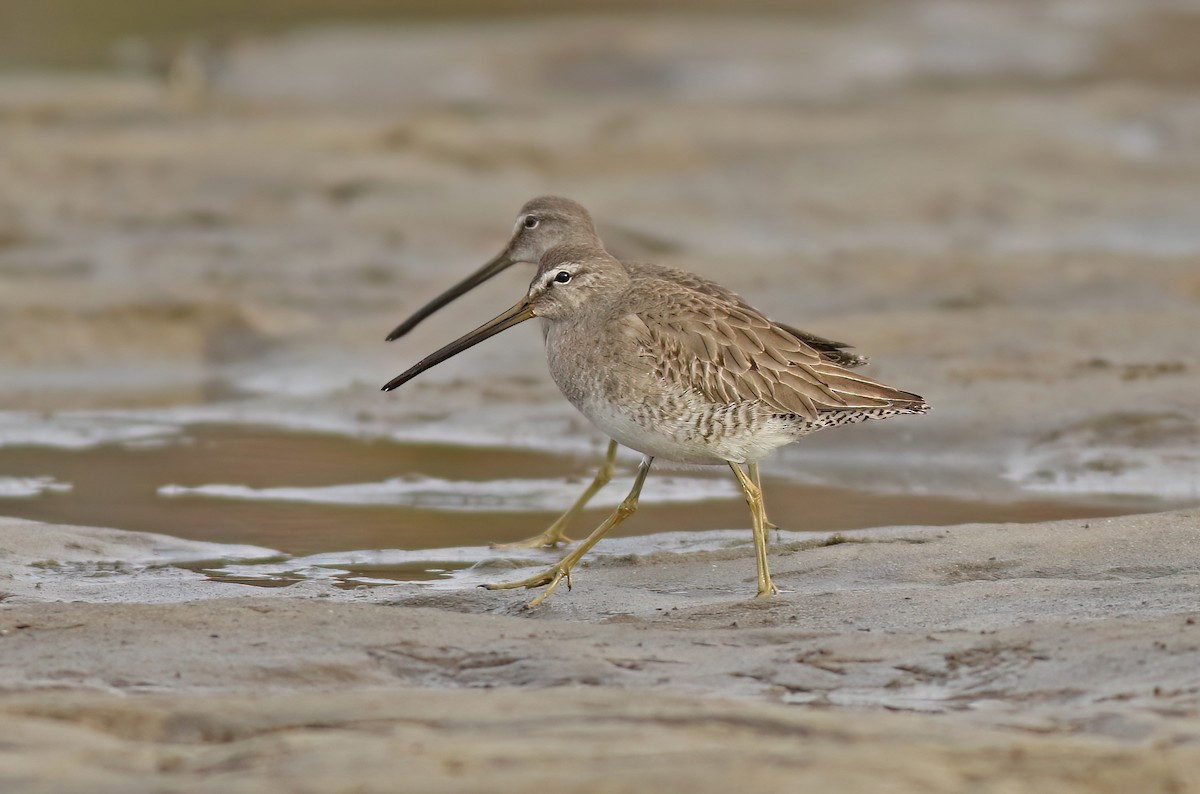 Long-billed Dowitcher - ML562341891