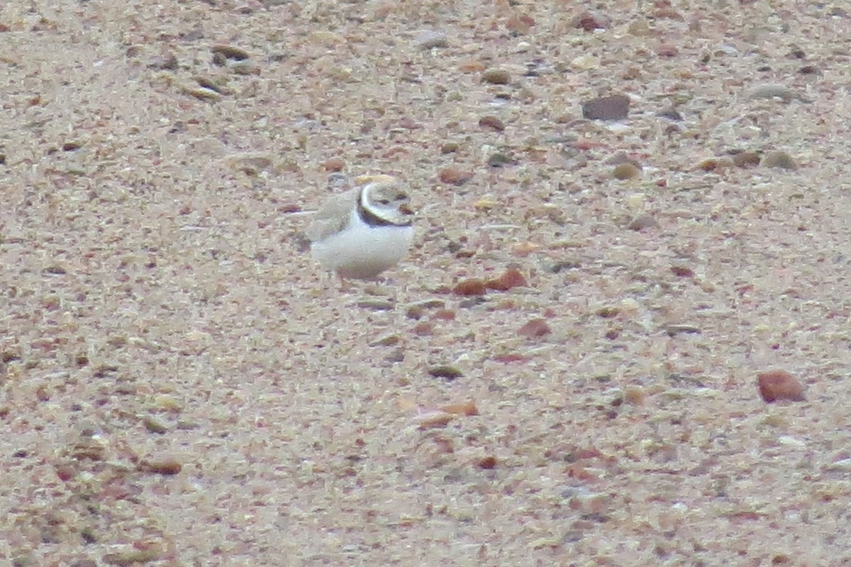 Piping Plover - ML56234531