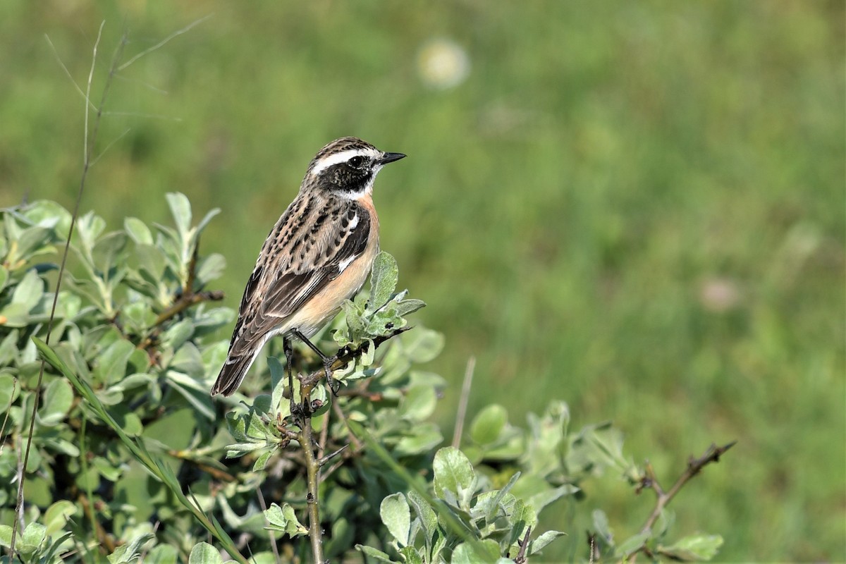 Whinchat - ML562350571