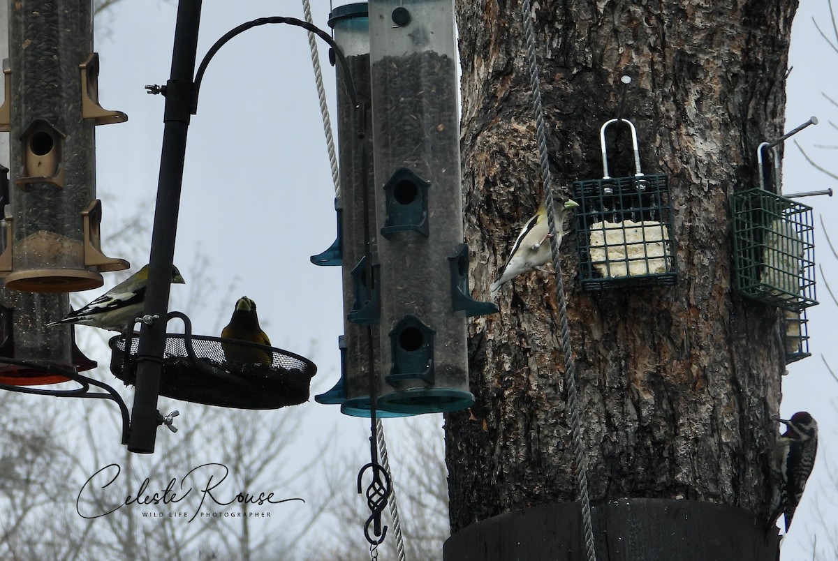 eBird Checklist 24 Apr 2023 Deep Lake, Sarona, Wisconsin, US (45.