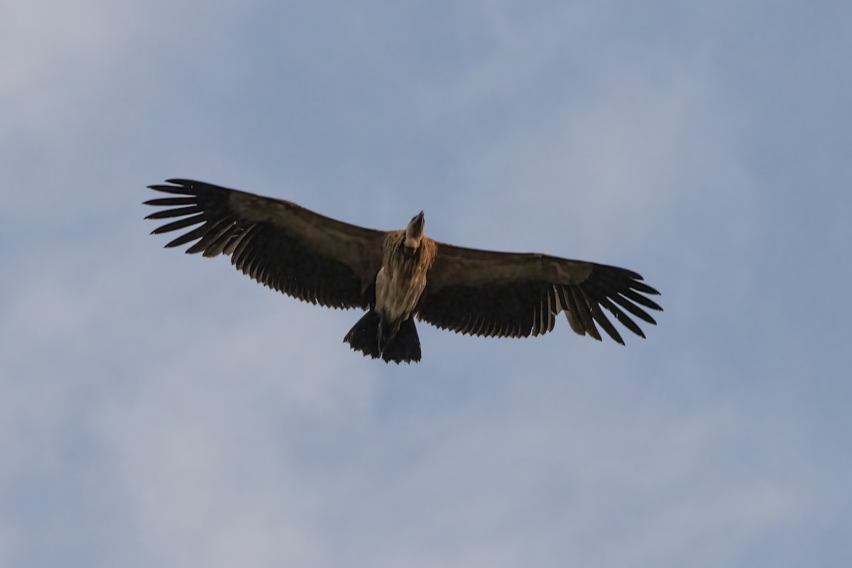 Indian Vulture - ML562357561