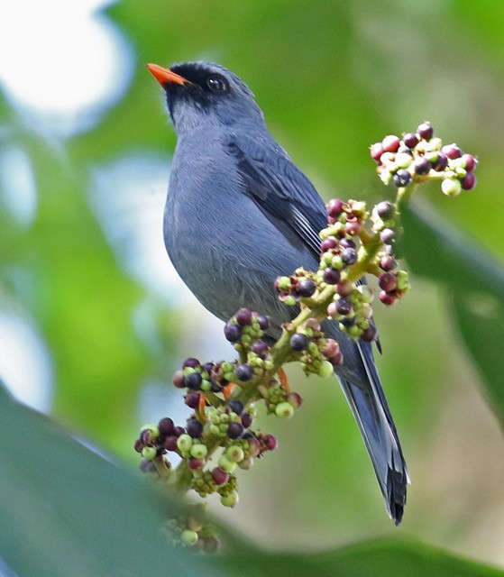 Black-faced Solitaire - ML562358861