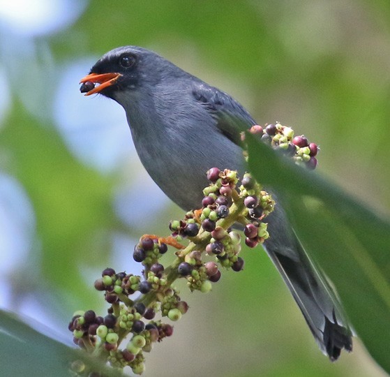Black-faced Solitaire - ML562358871