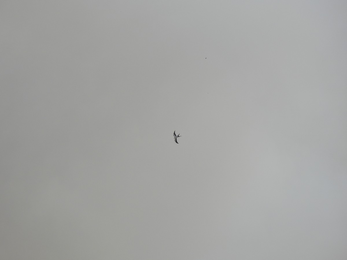 Swallow-tailed Kite - ML562360081