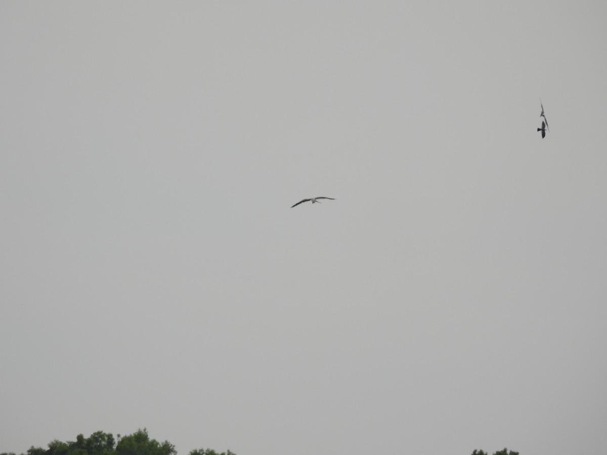 Swallow-tailed Kite - ML562360161