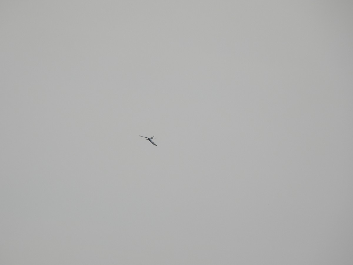 Swallow-tailed Kite - ML562360181