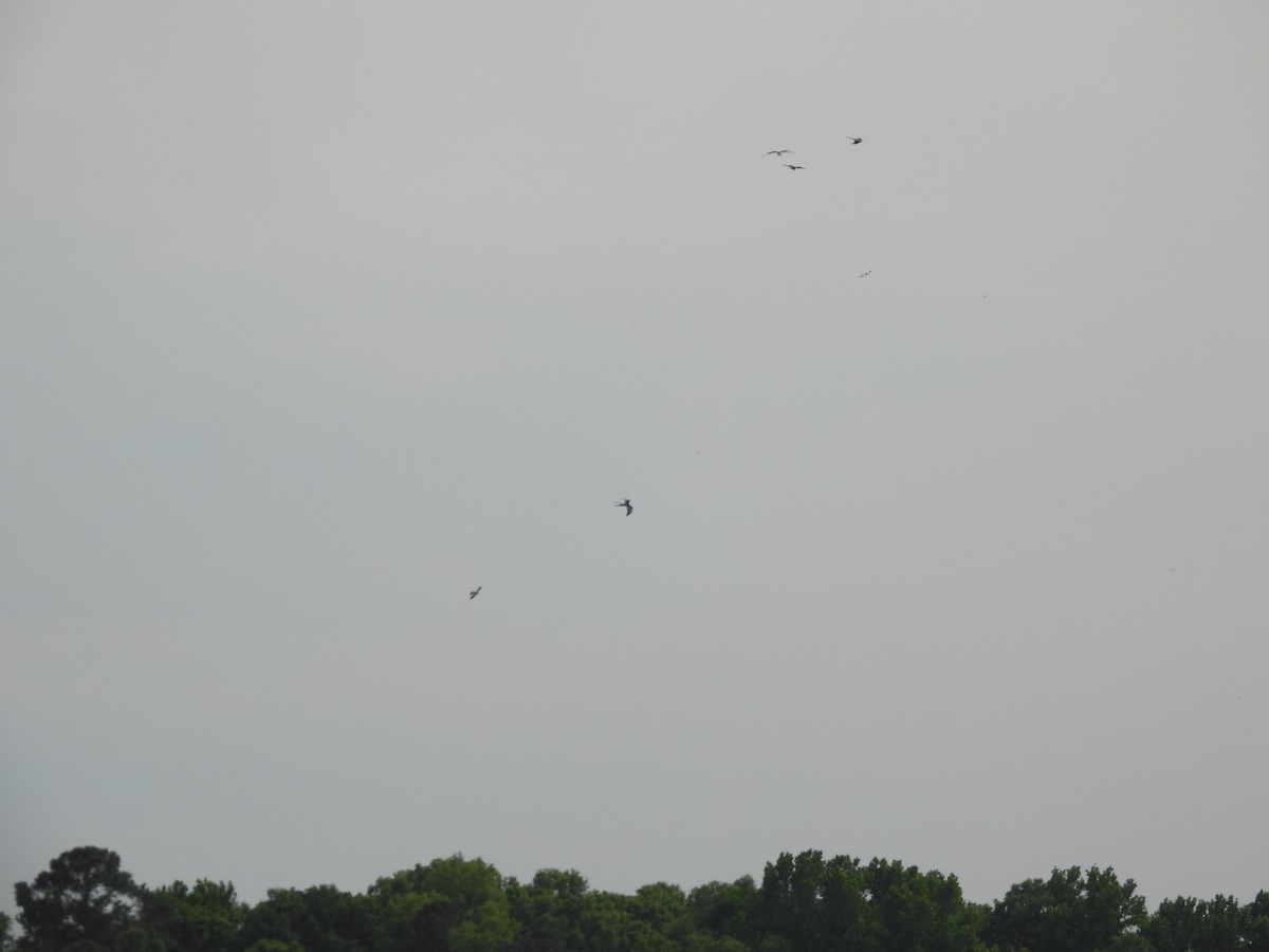 Swallow-tailed Kite - ML562361191