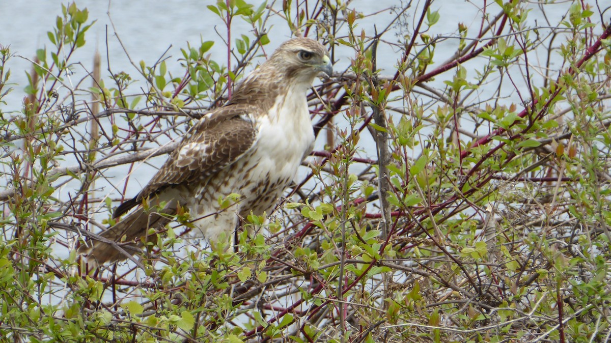 Red-tailed Hawk - ML562363801