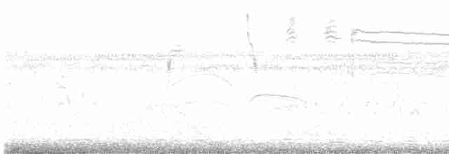White-browed Meadowlark - ML562365051