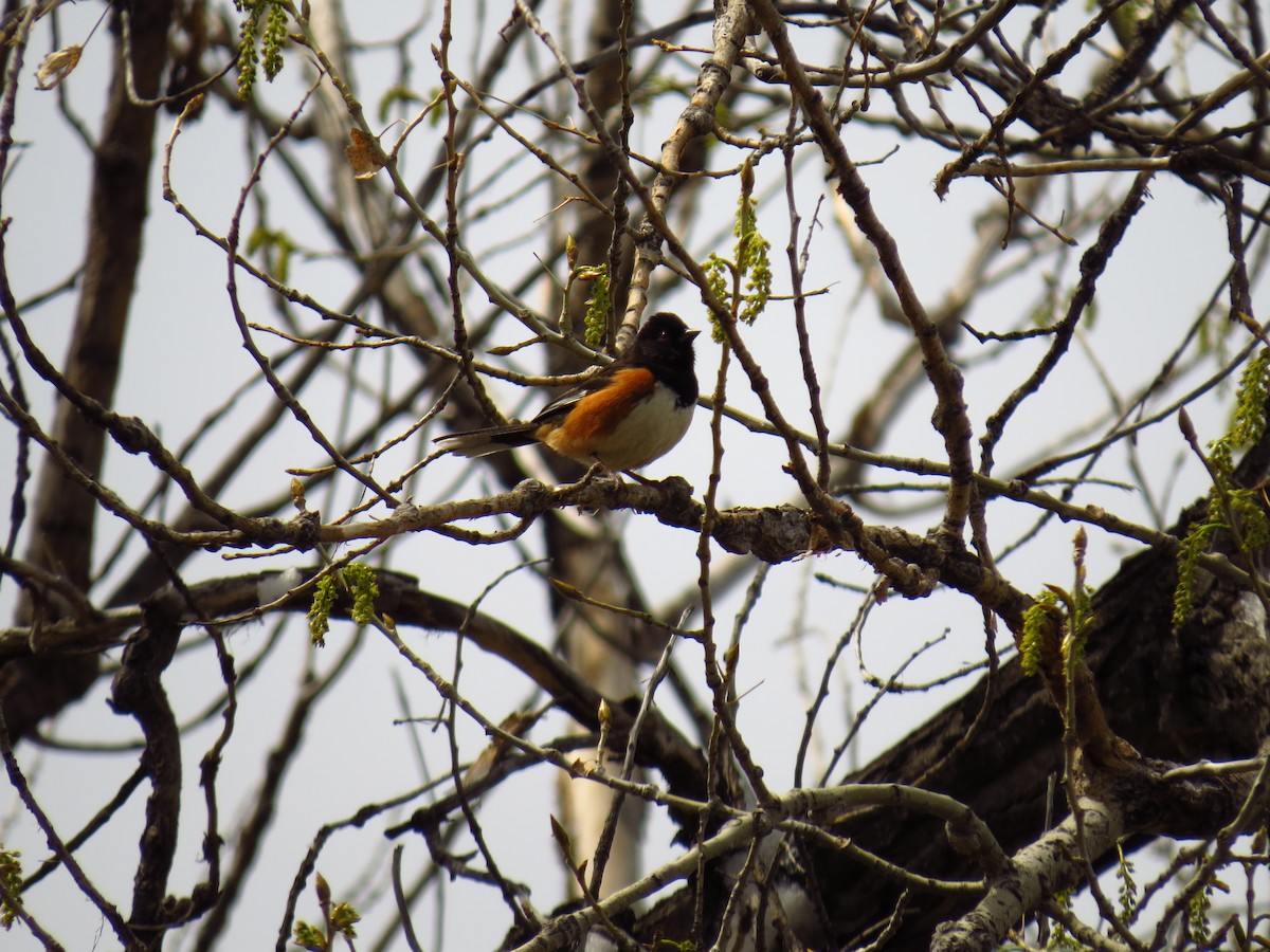 Spotted Towhee - Sarah  Dominic-Baird