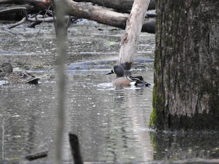 Blue-winged Teal, ML562366621