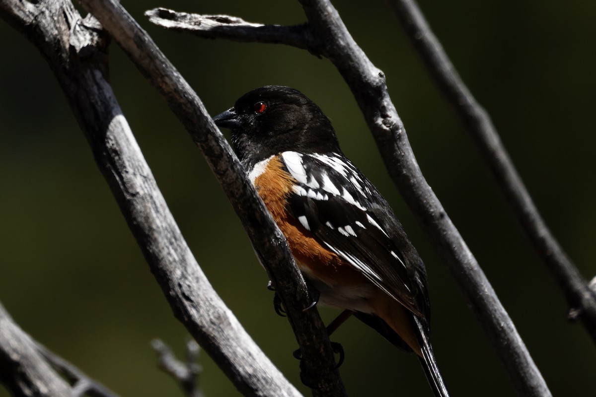 Spotted Towhee - ML562369171