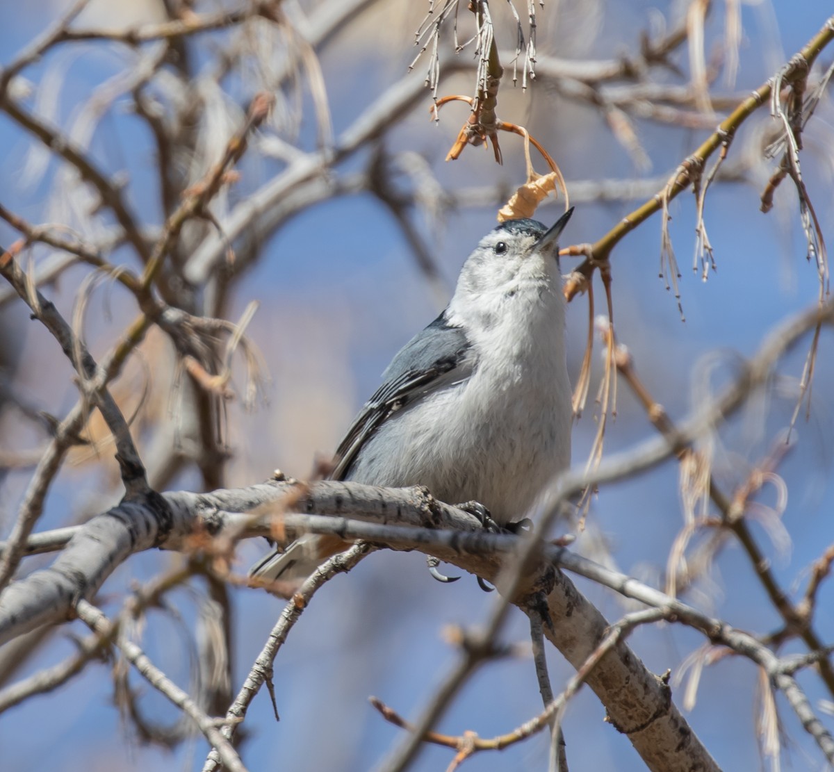 White-breasted Nuthatch - ML562369661