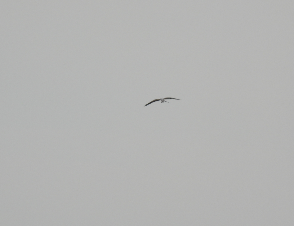 Swallow-tailed Kite - ML562370191