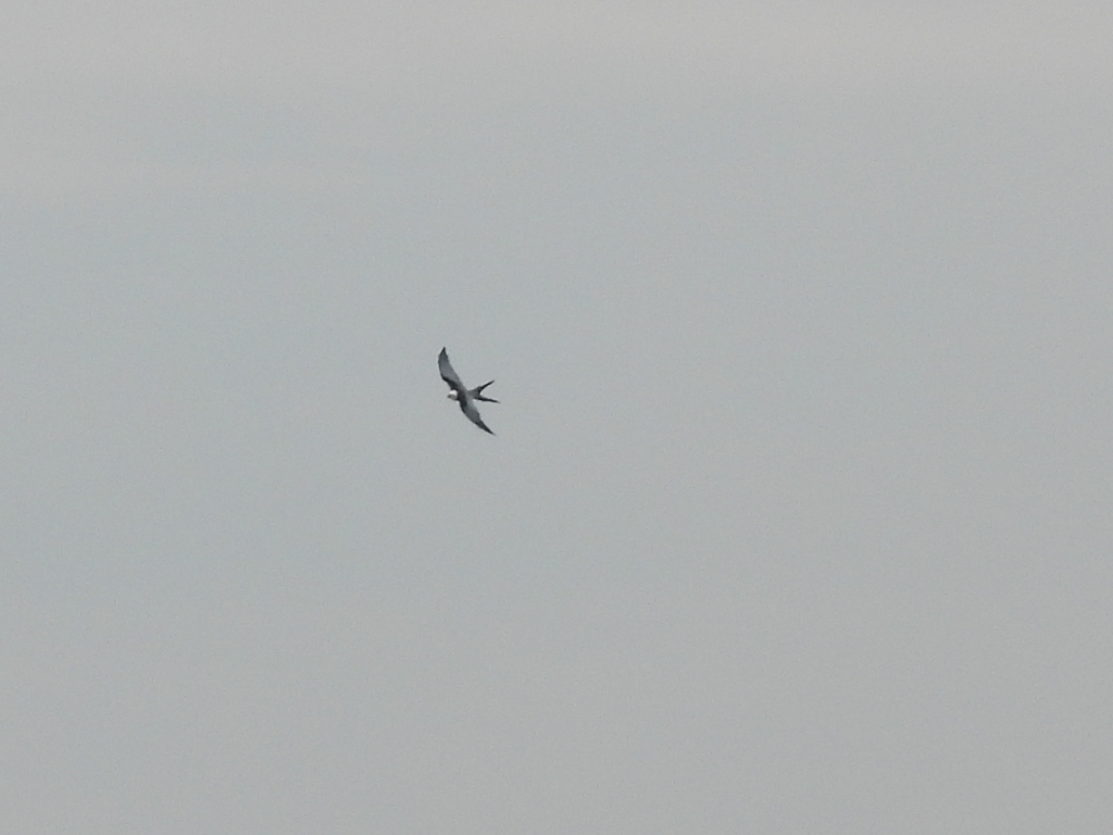 Swallow-tailed Kite - ML562370201