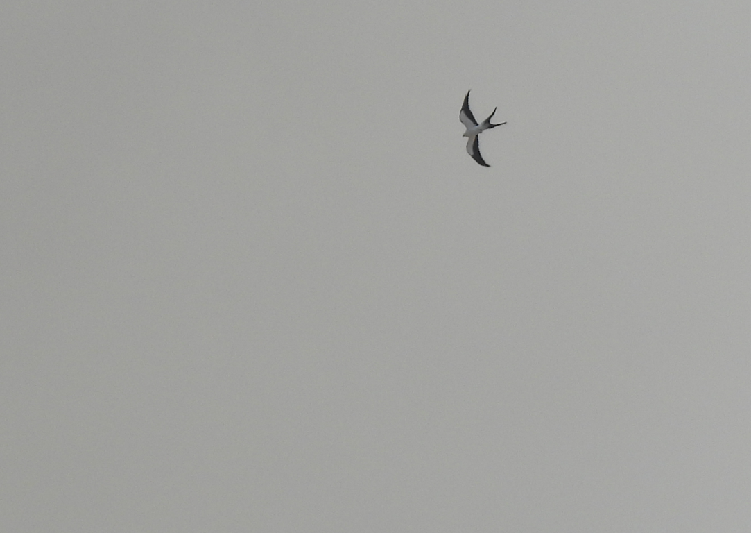 Swallow-tailed Kite - ML562370211