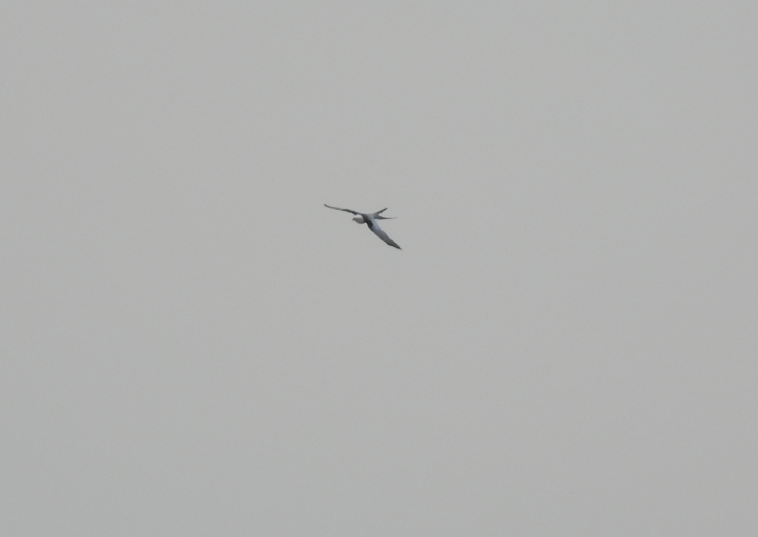 Swallow-tailed Kite - ML562370221