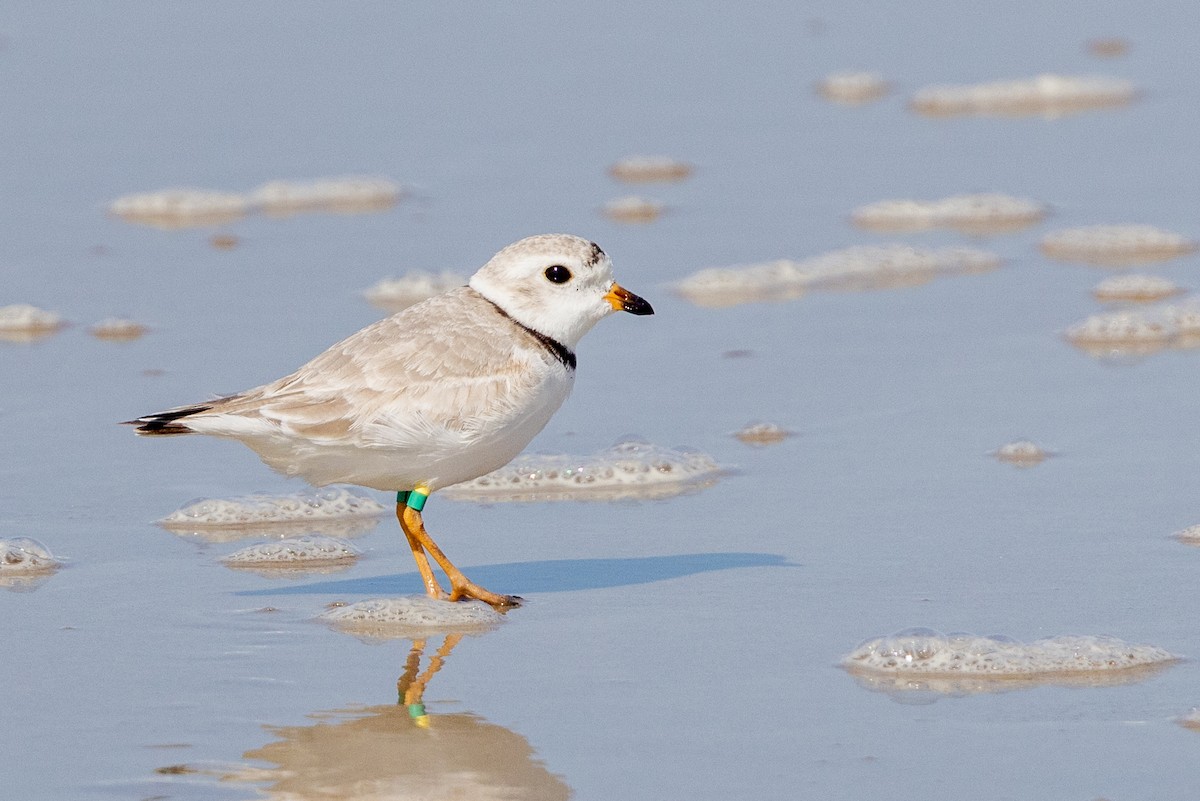 Piping Plover - ML562371021