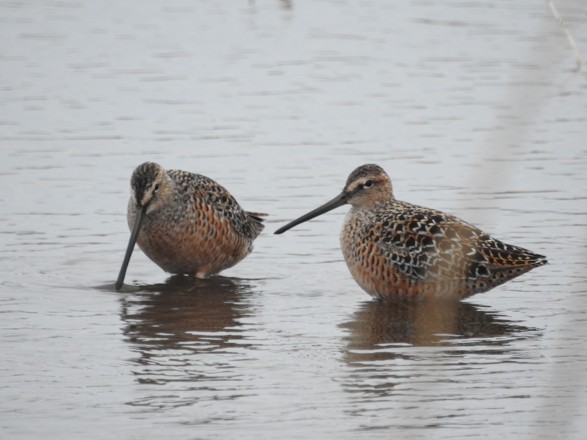 Long-billed Dowitcher - Andy McGivern
