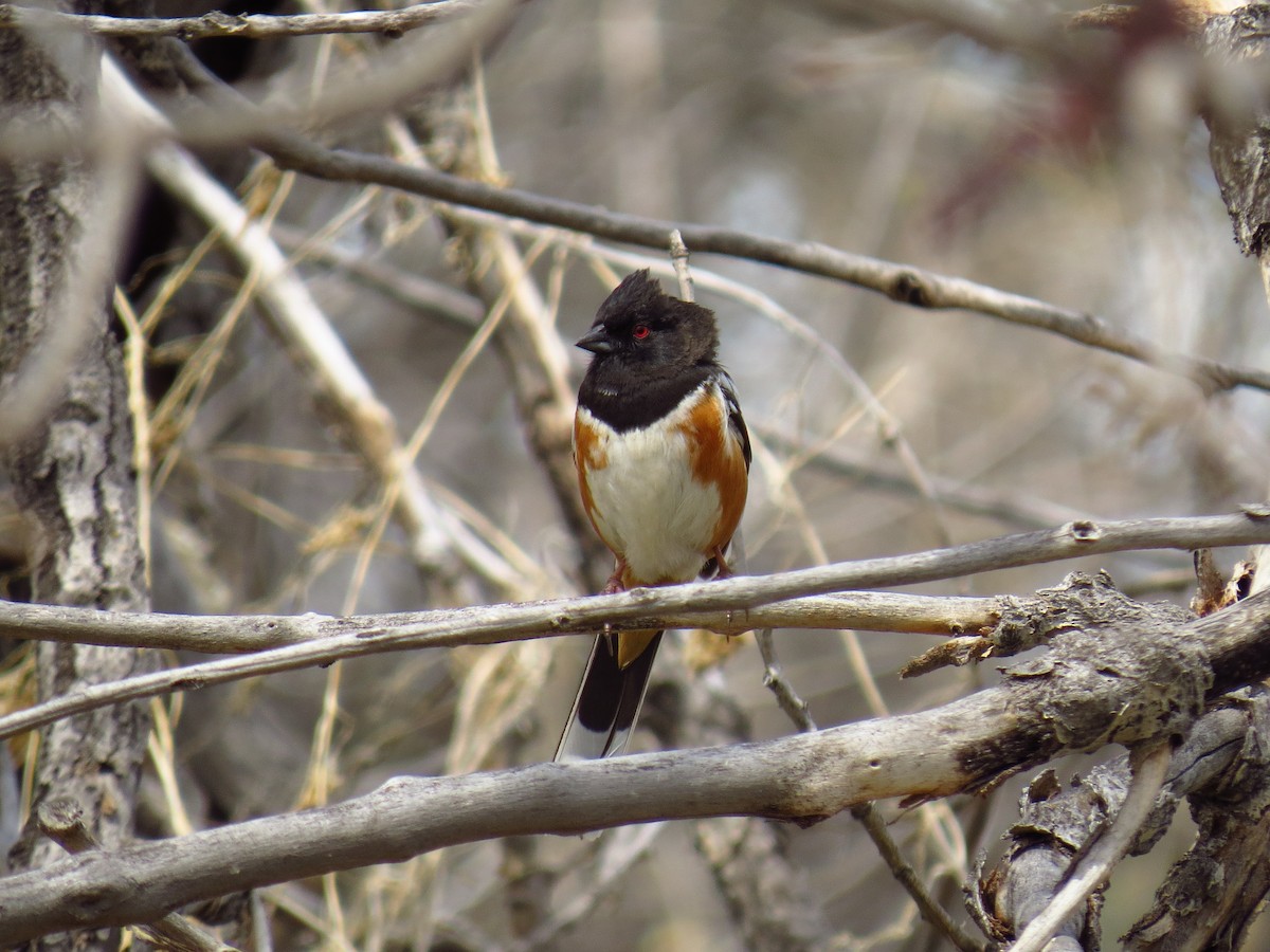 Spotted/Eastern Towhee (Rufous-sided Towhee) - ML56237881
