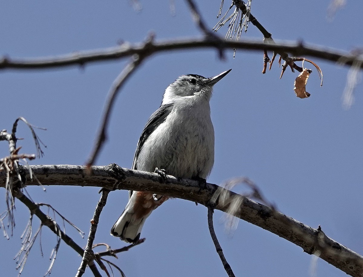 White-breasted Nuthatch - ML562380631