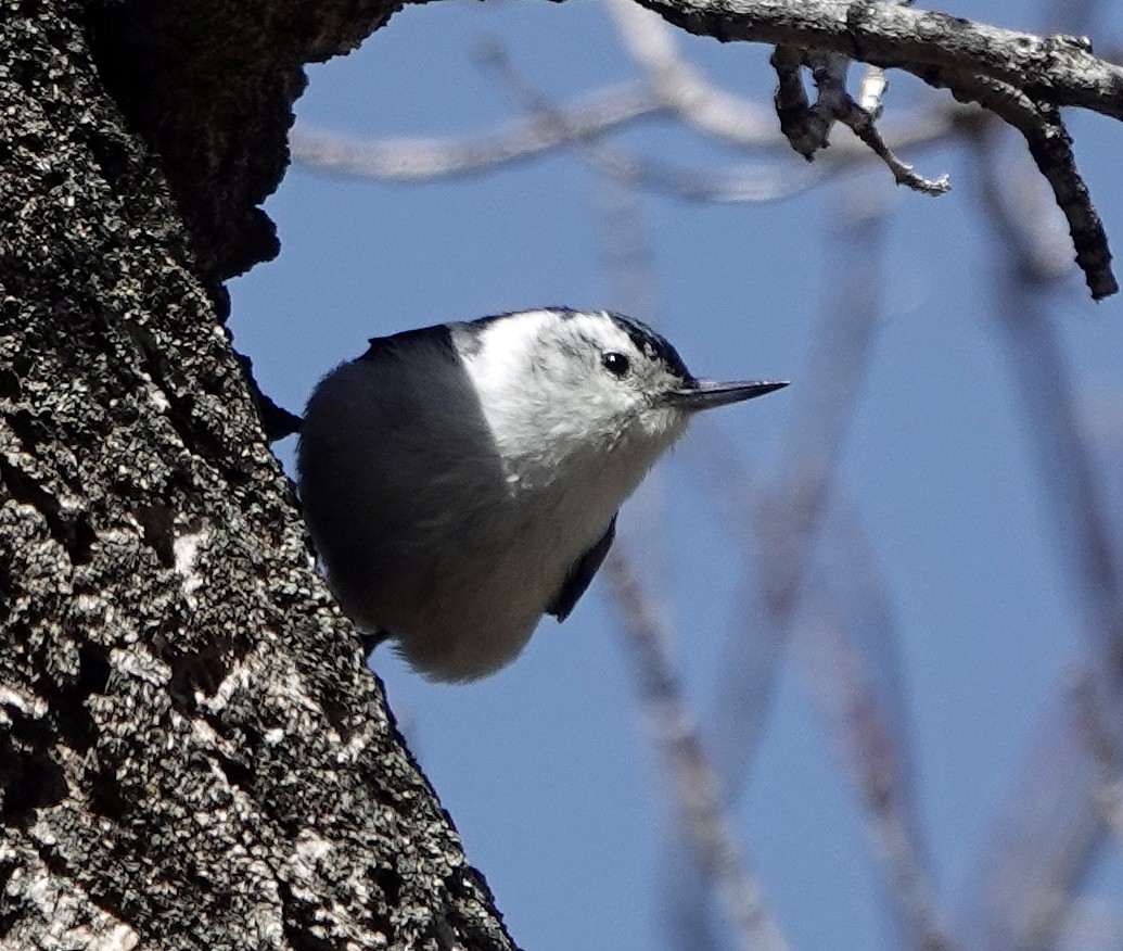 White-breasted Nuthatch - ML562380731