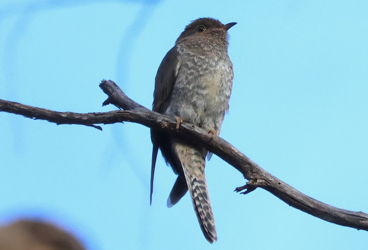 Fan-tailed Cuckoo - ML562384201