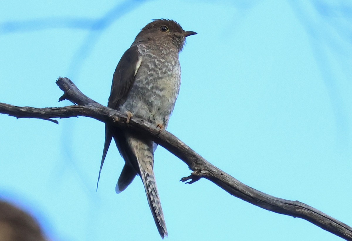 Fan-tailed Cuckoo - ML562384441