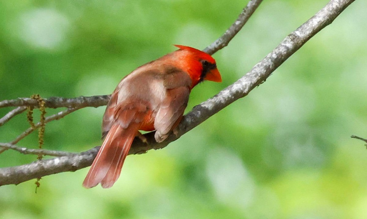 Cardinal rouge (groupe cardinalis) - ML562393721