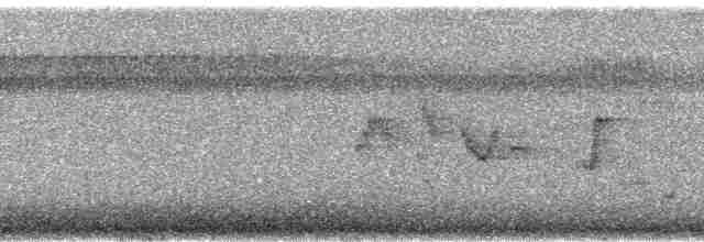 Палауская веерохвостка - ML5624