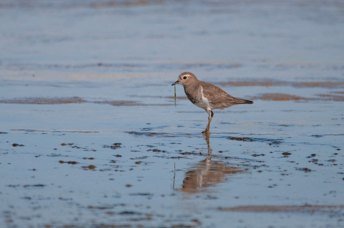 Rufous-chested Dotterel - ML562402711