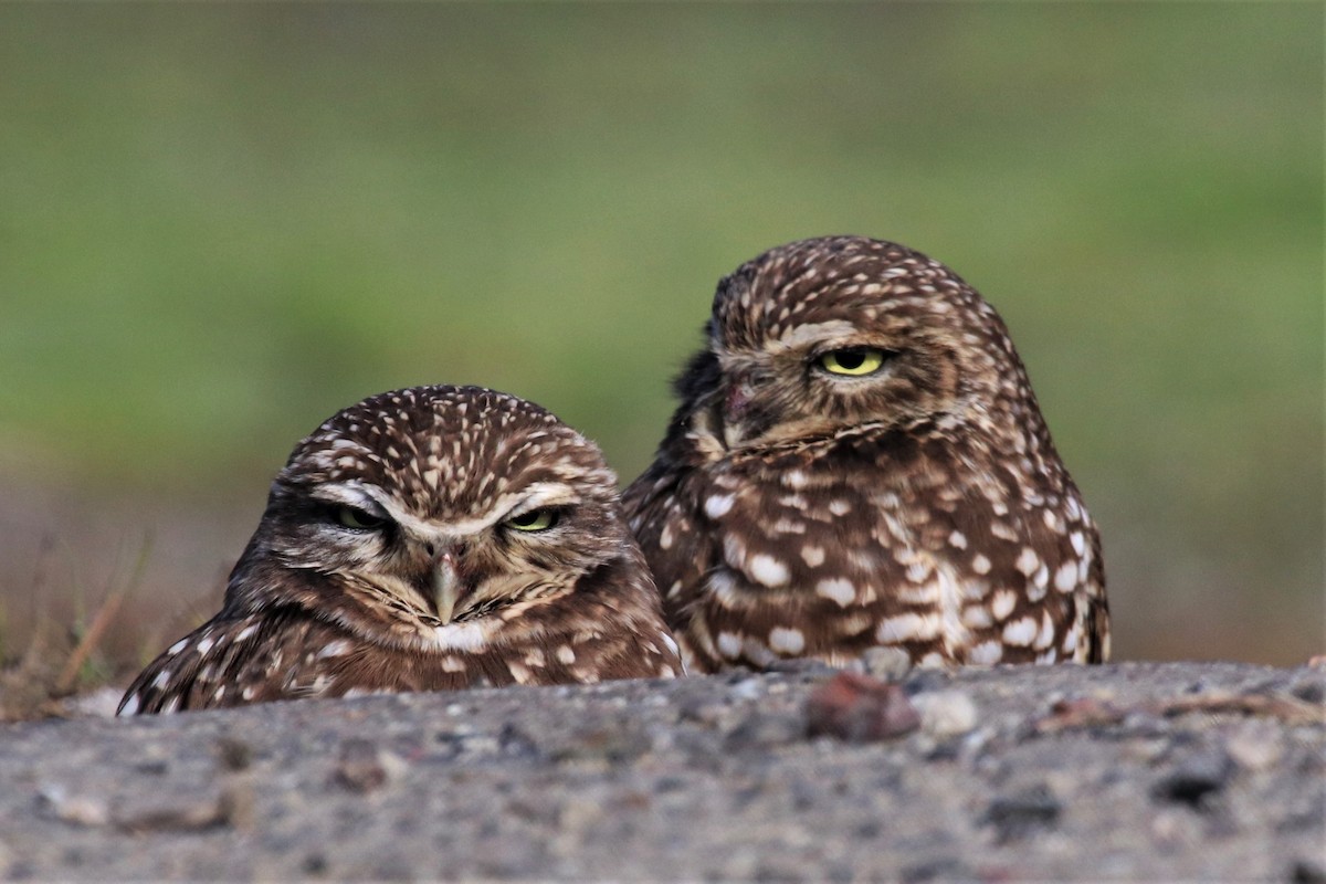 Burrowing Owl - Brian  Faulkner