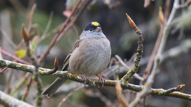 Golden-crowned Sparrow - ML562408271