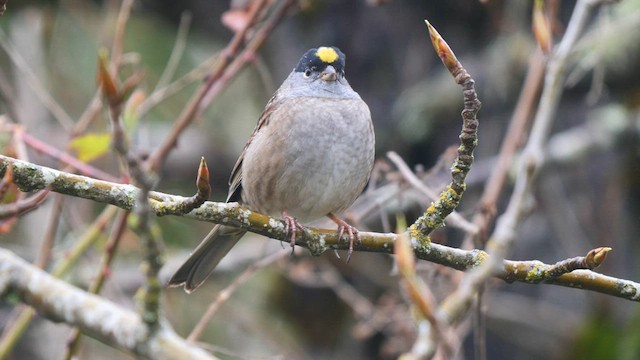 Golden-crowned Sparrow - ML562410311